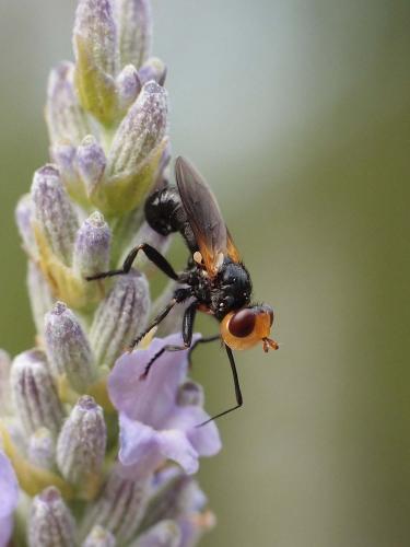 Melanosoma bicolor